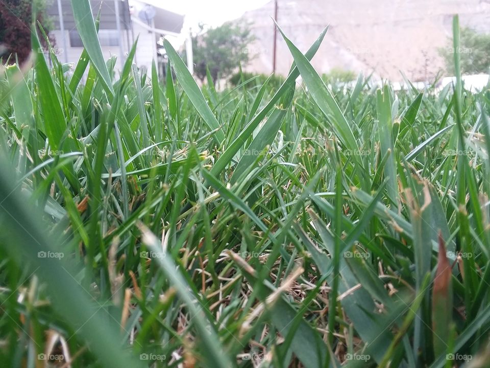 grass