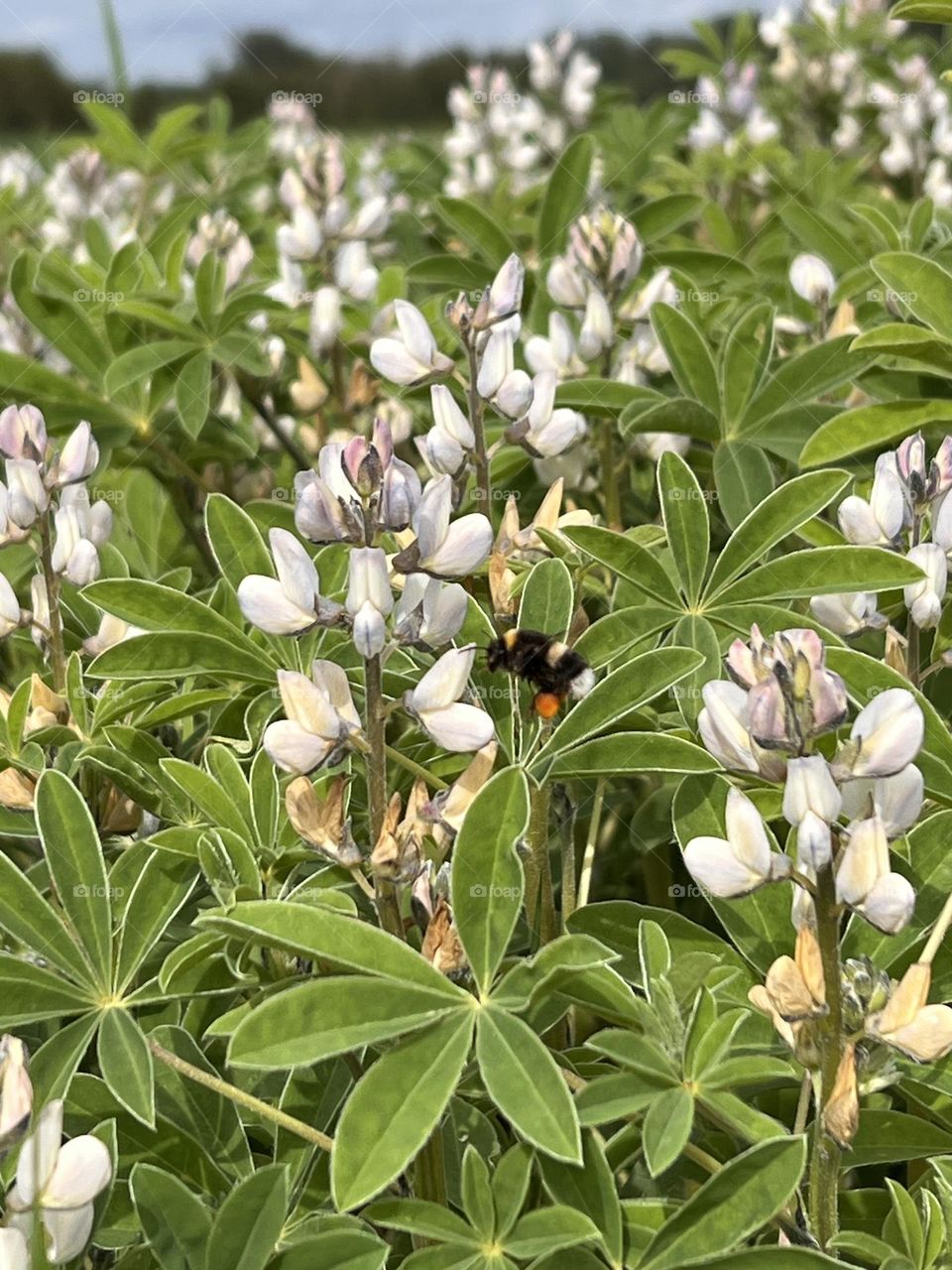 Bumblebee collecting nectar from a white lupine flower
