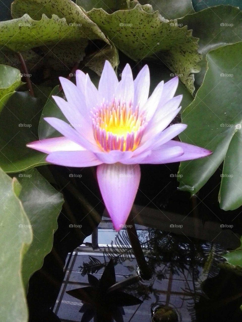 lotus flower
