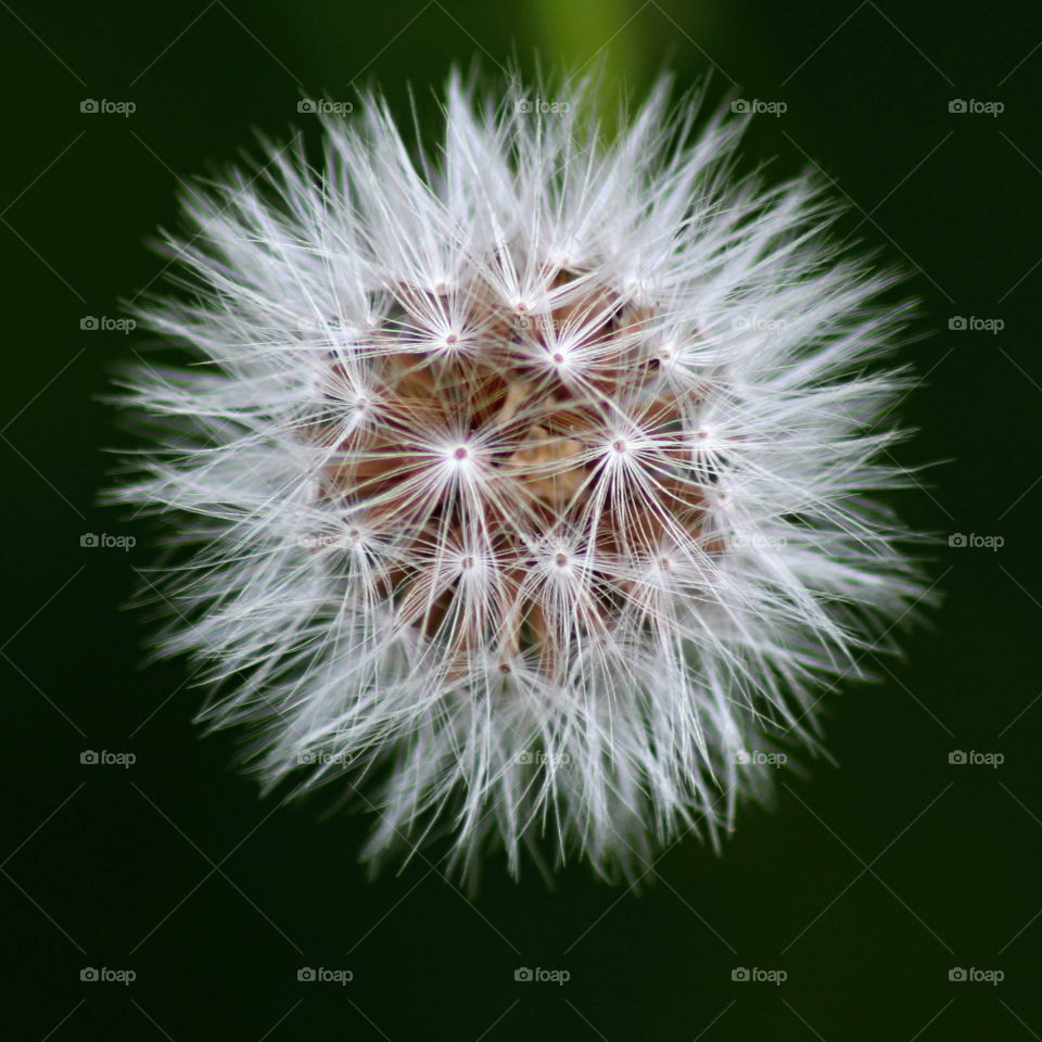 dandelion