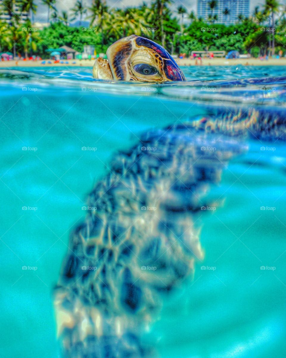 sea turtle breathing