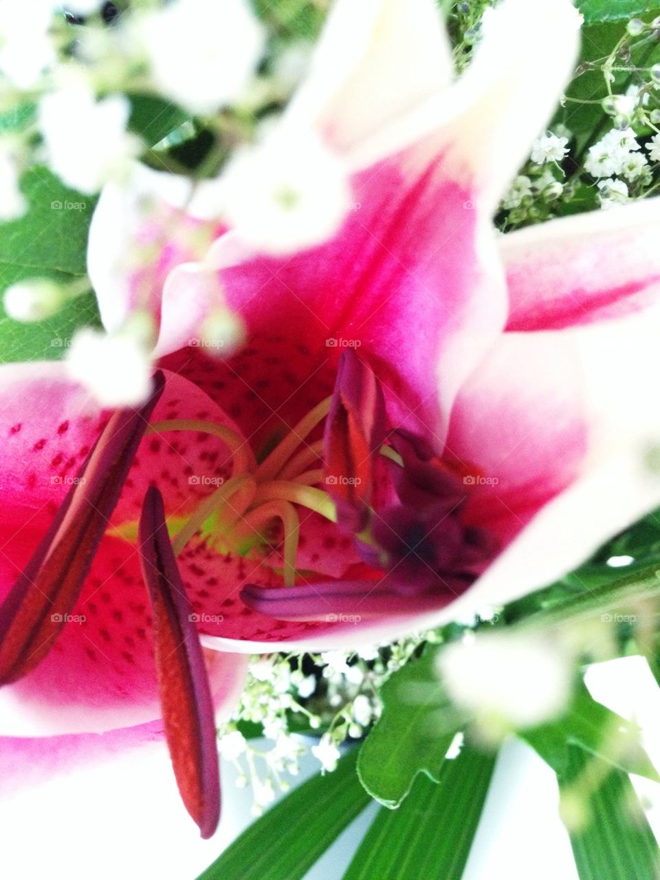 pollen pink macro beautiful by hannahdagogo