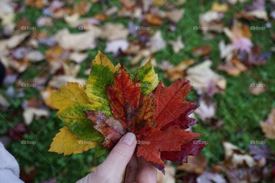 Autumn#leaves#season#colors#nature#hand