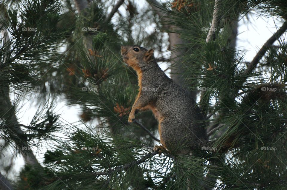 Squirrel on the tree