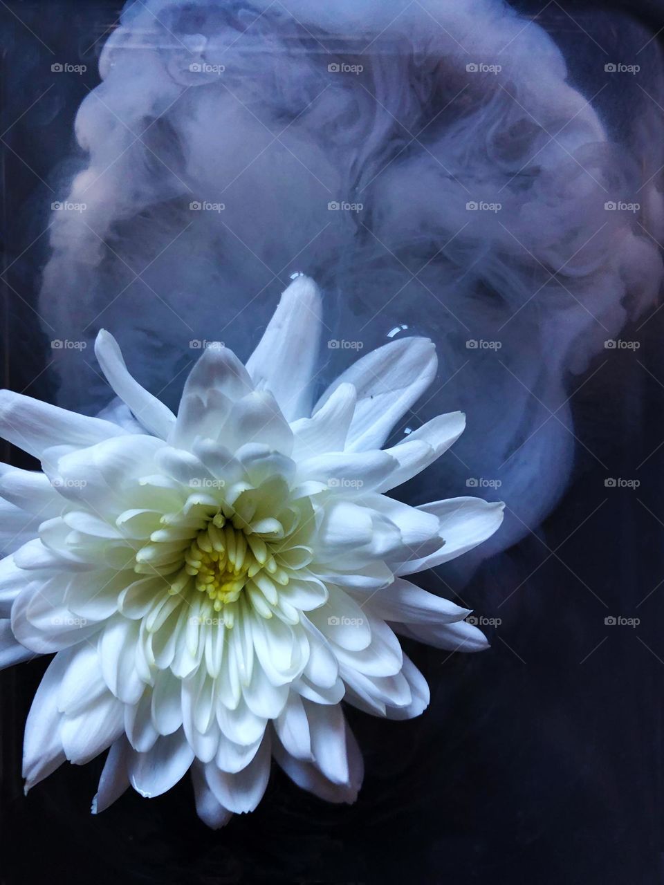 White flower in water
