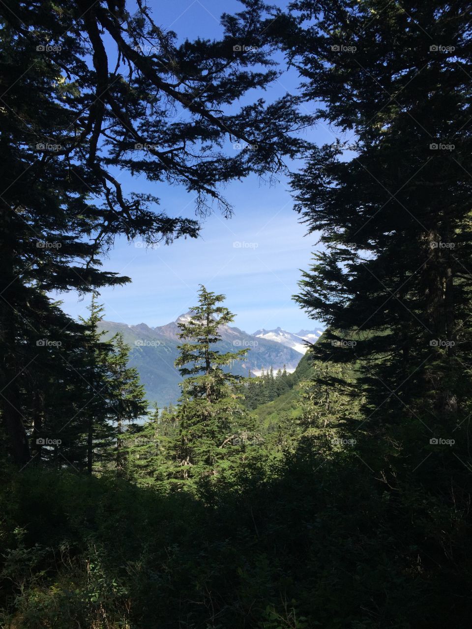 Hiking through green forest in Juneau, Alaska