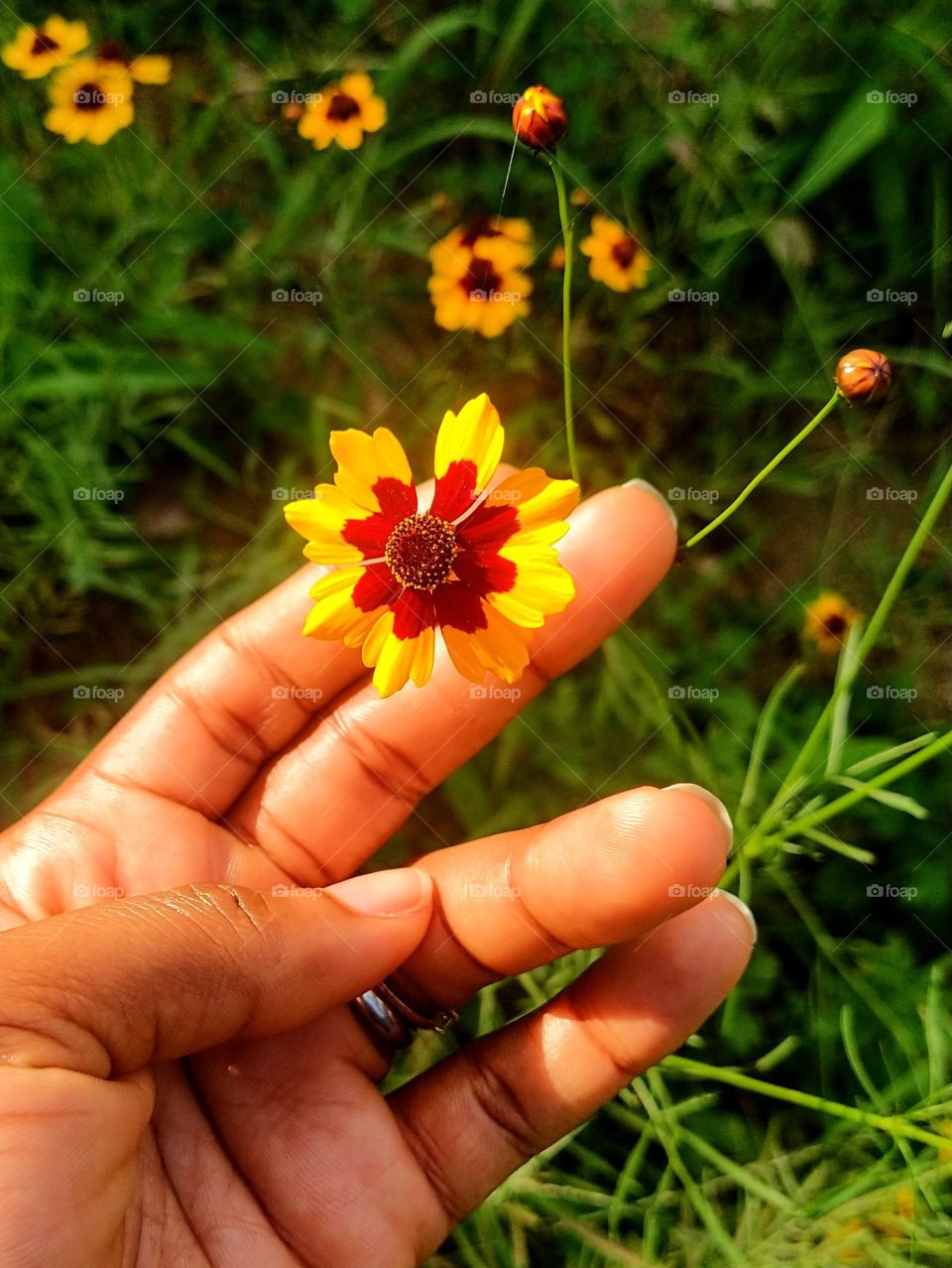 Two fingers holding a single coreopsis basalis flower