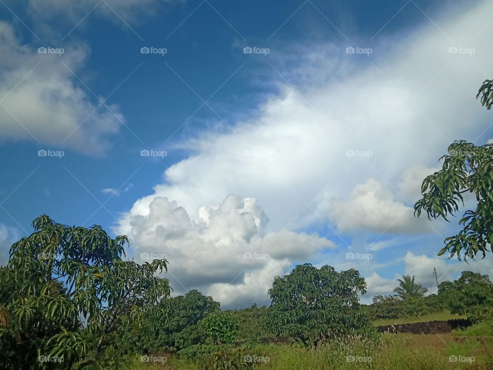Green tree and Cloud