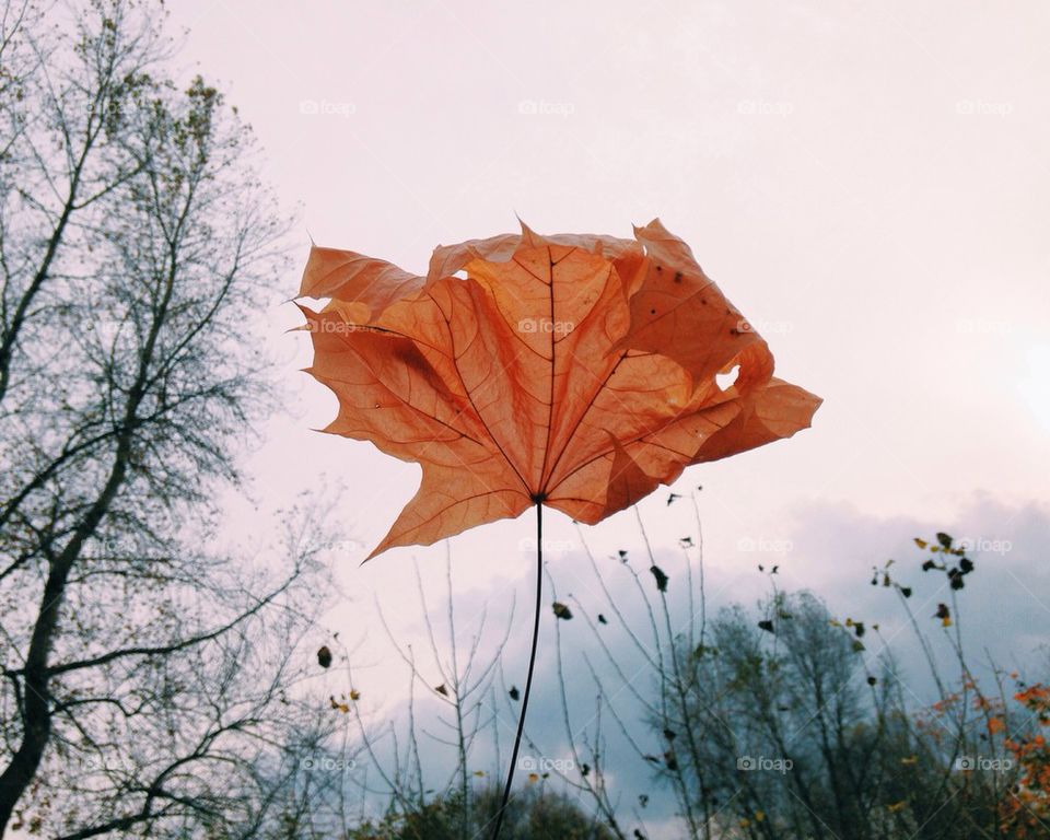 Autumn Leaf 