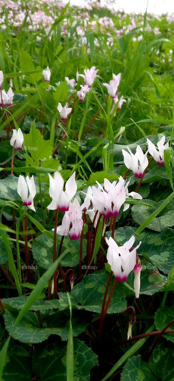 Cyclamen hederifolium Aiton