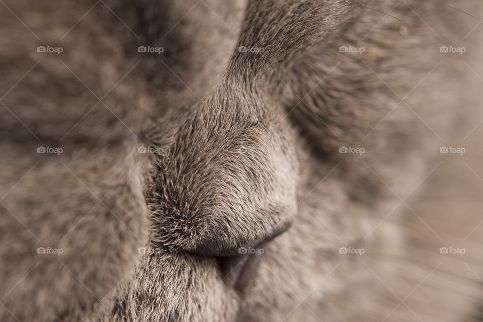 macro shot of the little cat's nose.  Scottish Straight cat's nose  . cute and sweet pet concept!