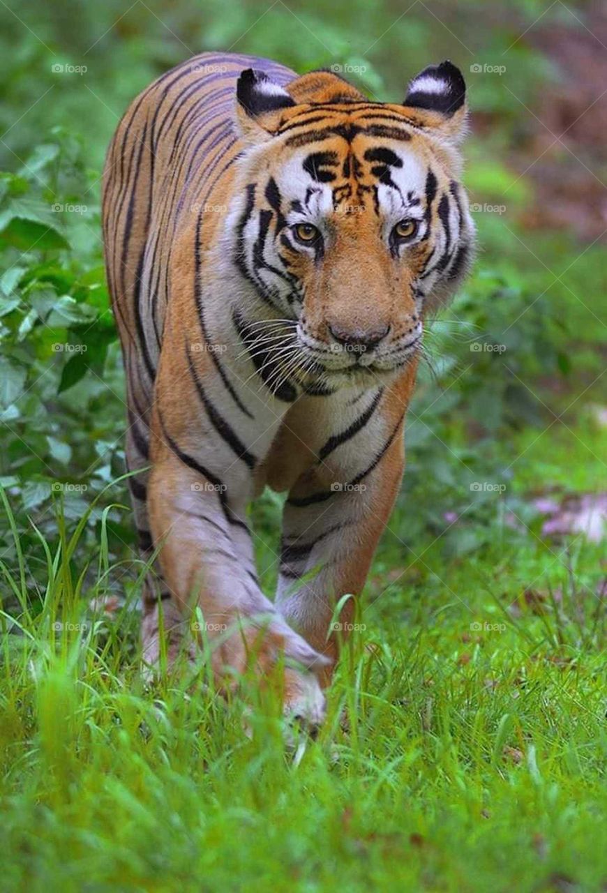 a beautiful spotted tiger with big fangs walking on the grass
