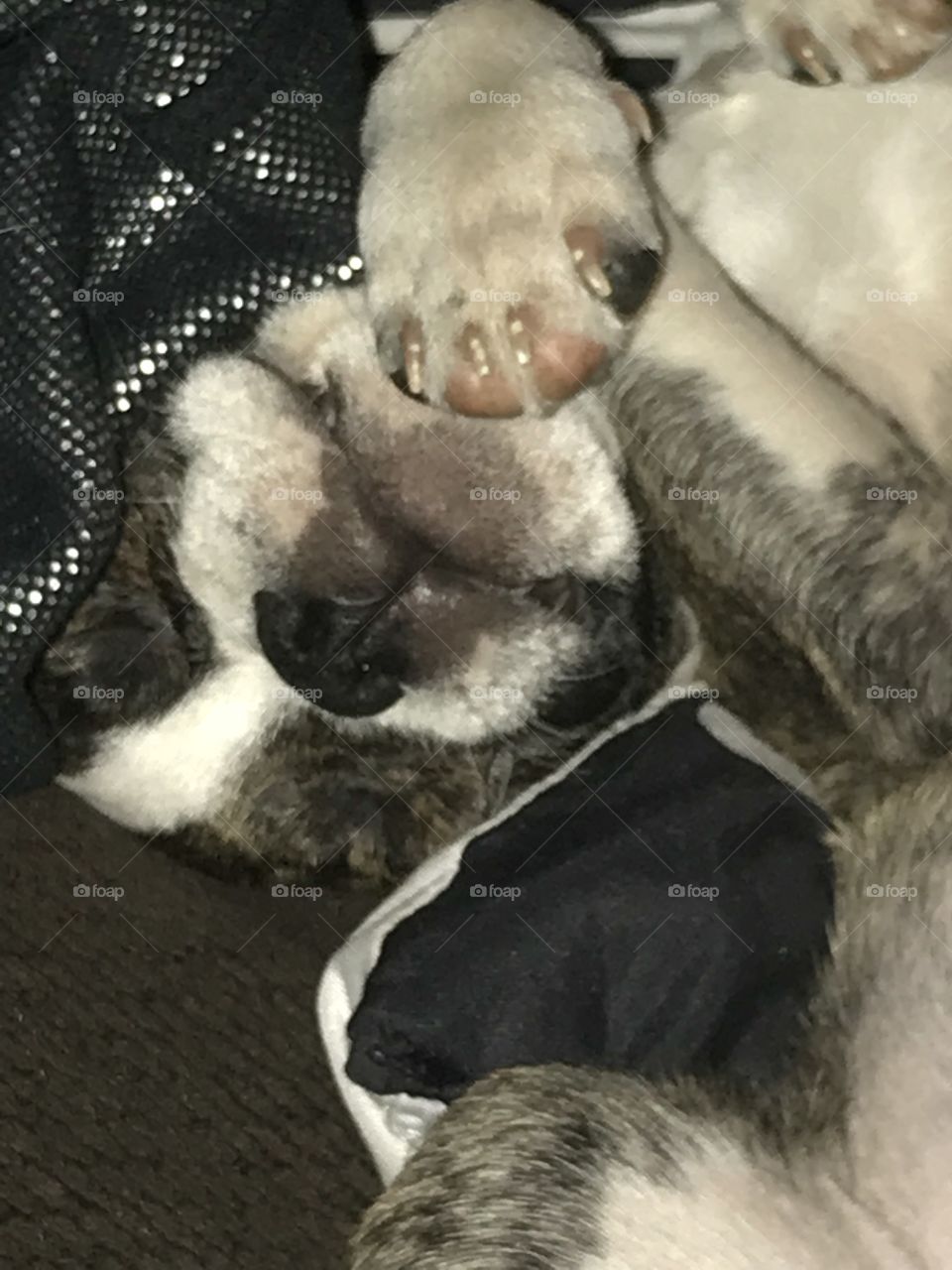 Goofy little pup passed out upside down. Sleepy no on her back with her cute little nose front and center. How is that even comfortable?