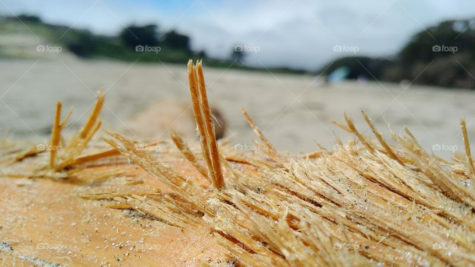 Splintered Driftwood