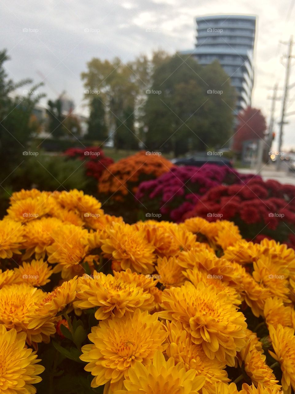 urban flowers