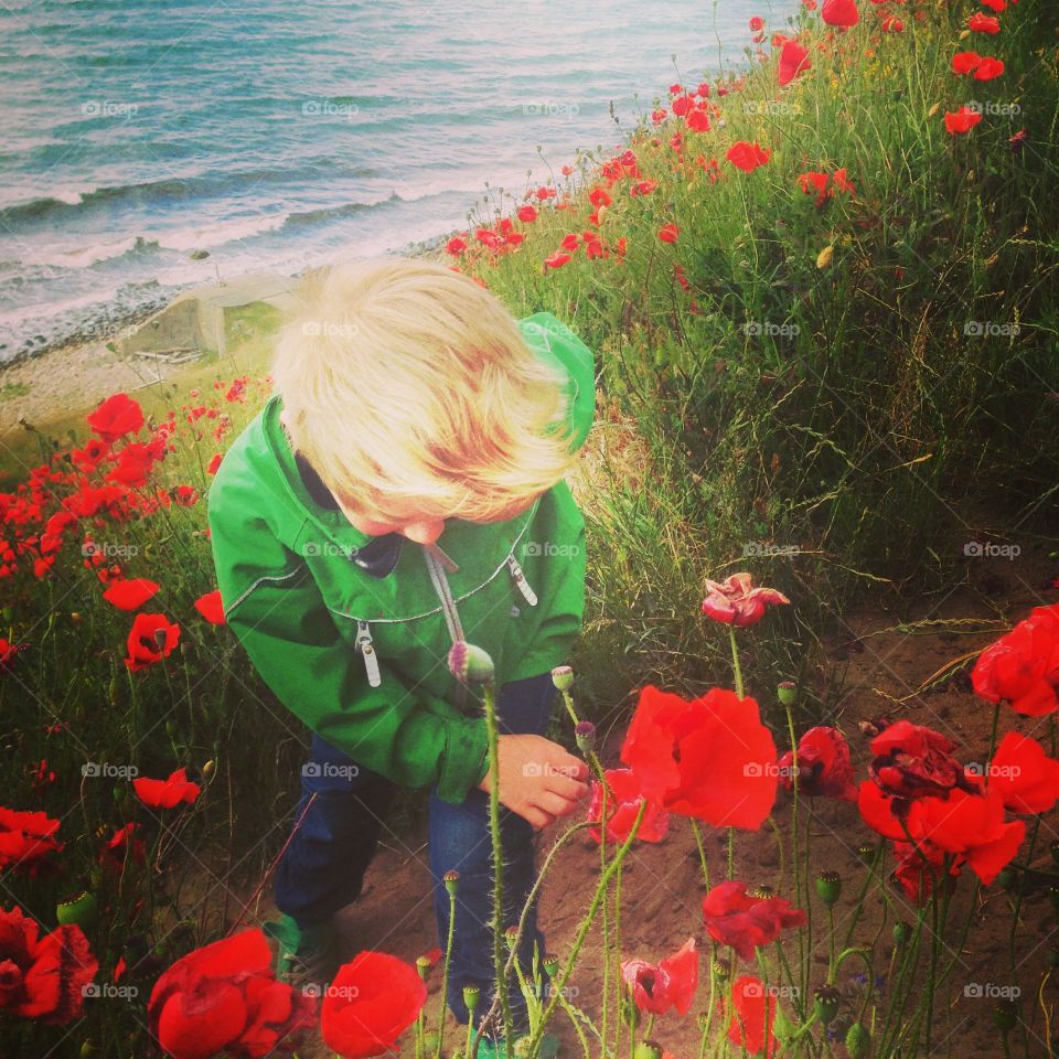 Boy amongst poppies from above