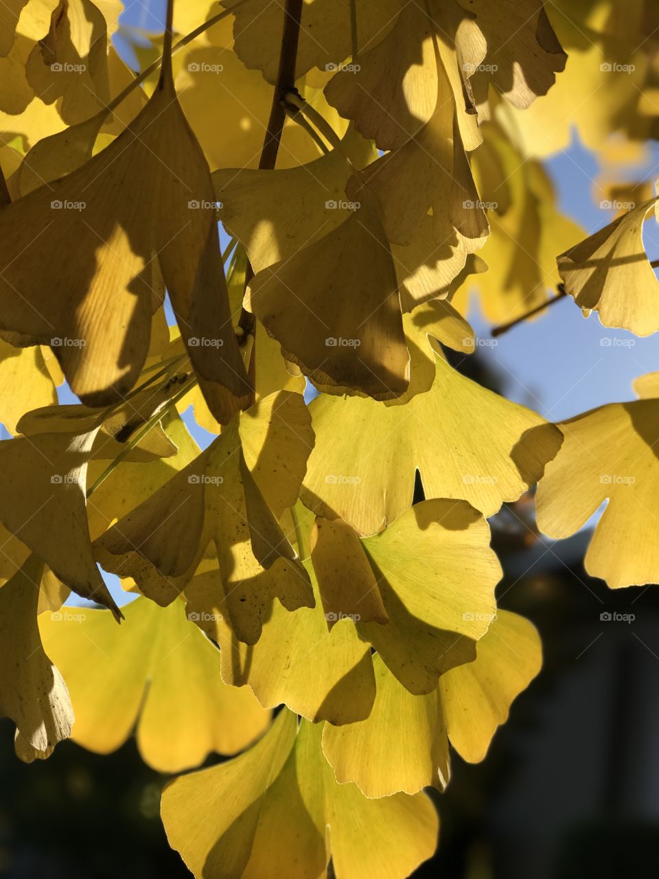 Fall Baloba Leaves