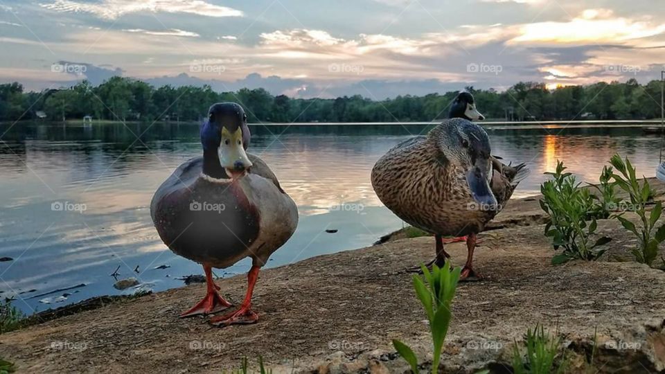 Two mallards enjoying the beautiful blue evening sunset by the water