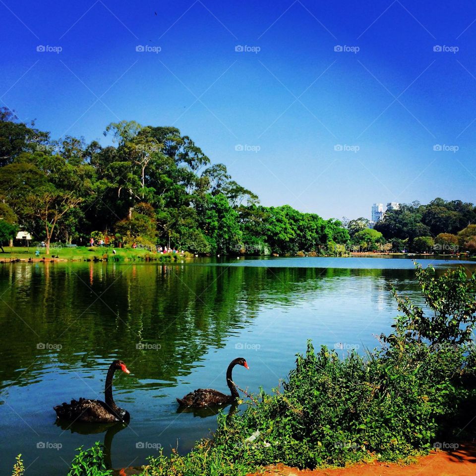 #ibirapuerapark #nature #lake #lago #ducks
