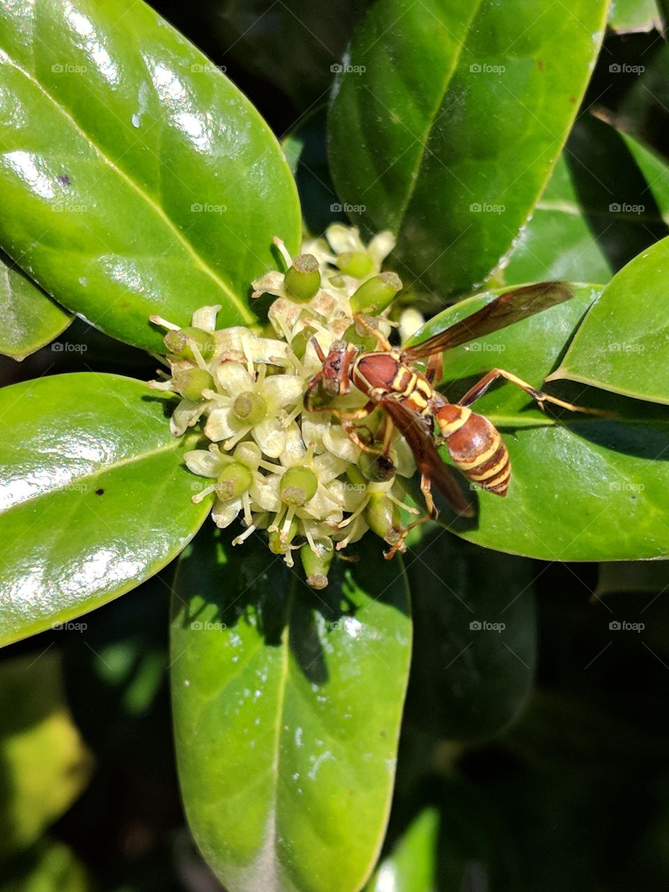 Holly attracting a paper wasp