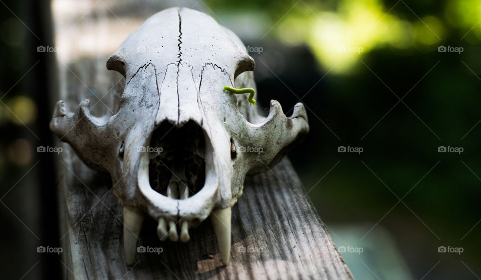Animal Skull With Inch Worm
