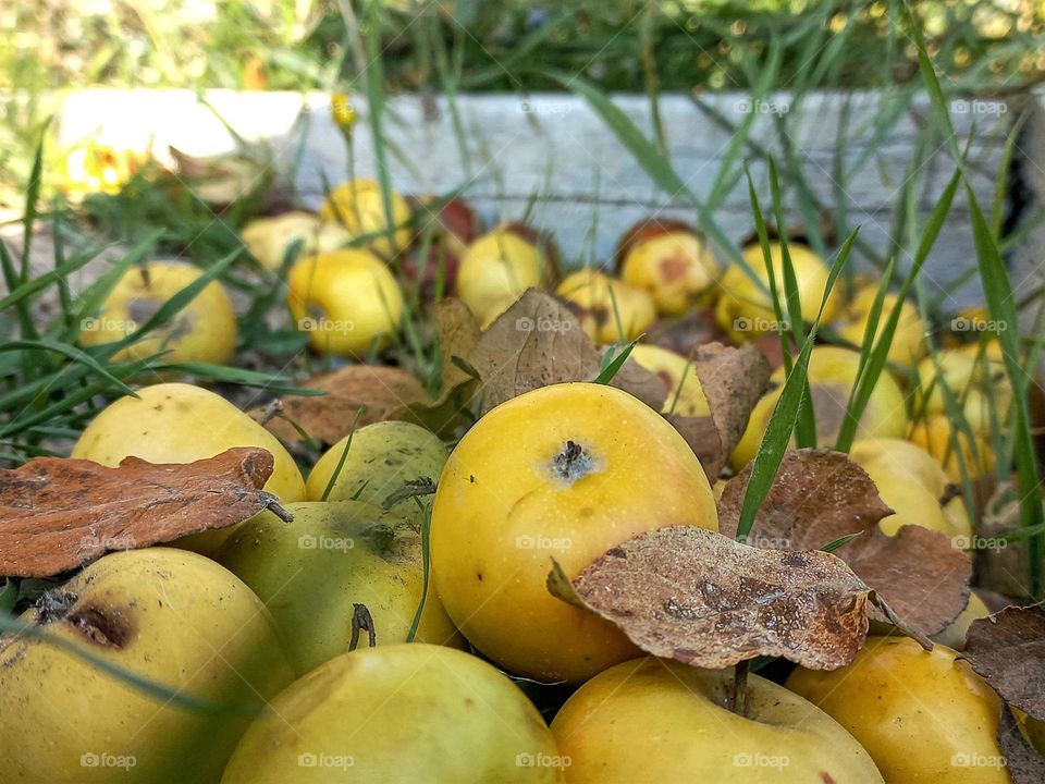 fallen wild apples.