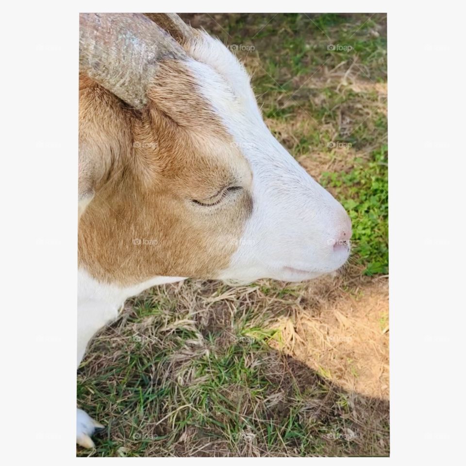 Farm animals - goats on the farm on a sunny afternoon 