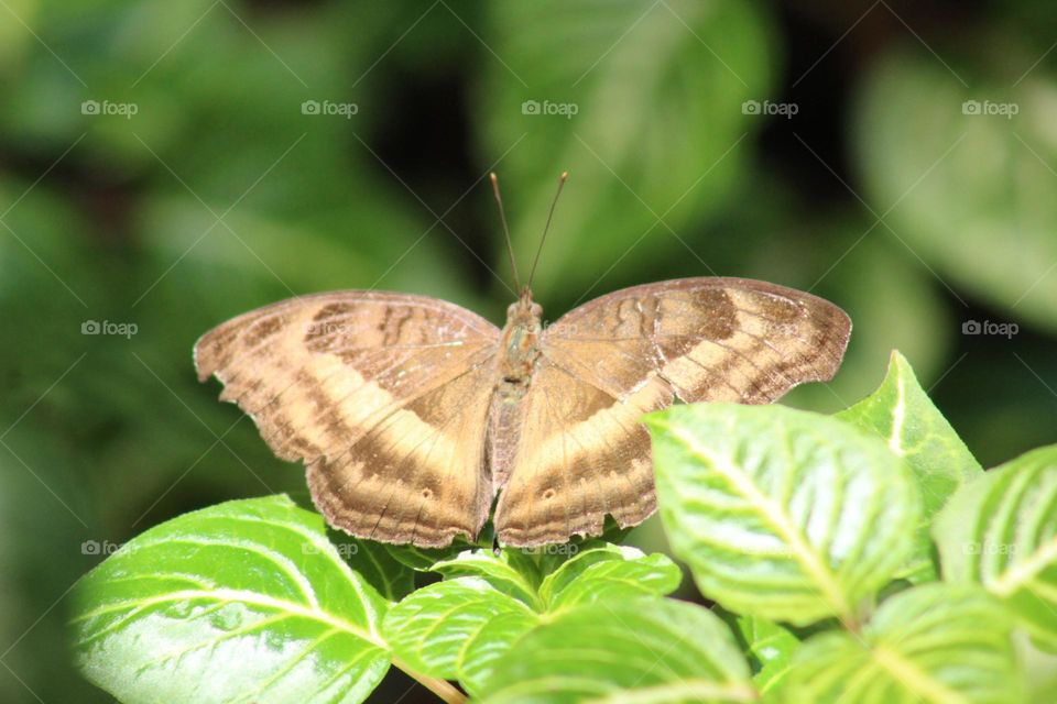 Brown butterfly close up