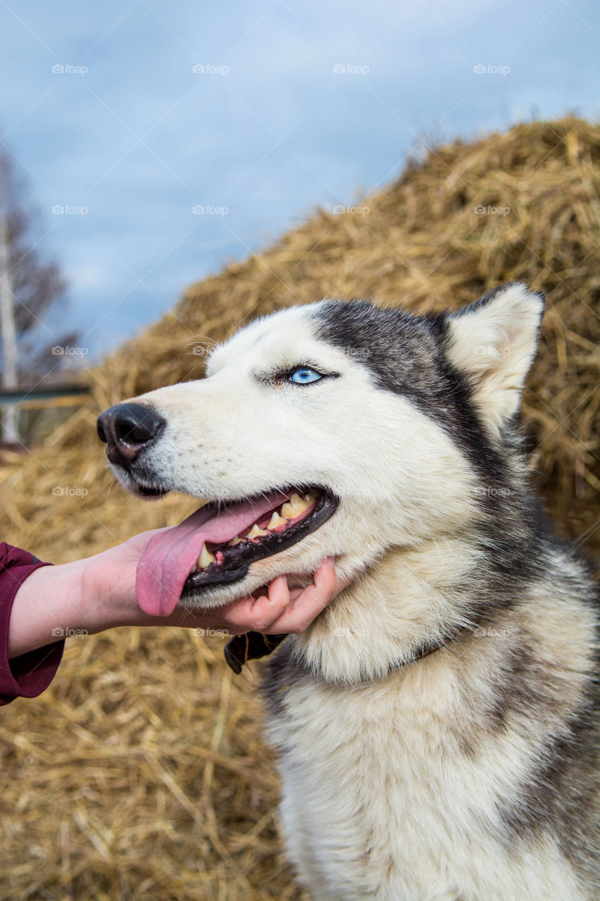 Close-up of husky