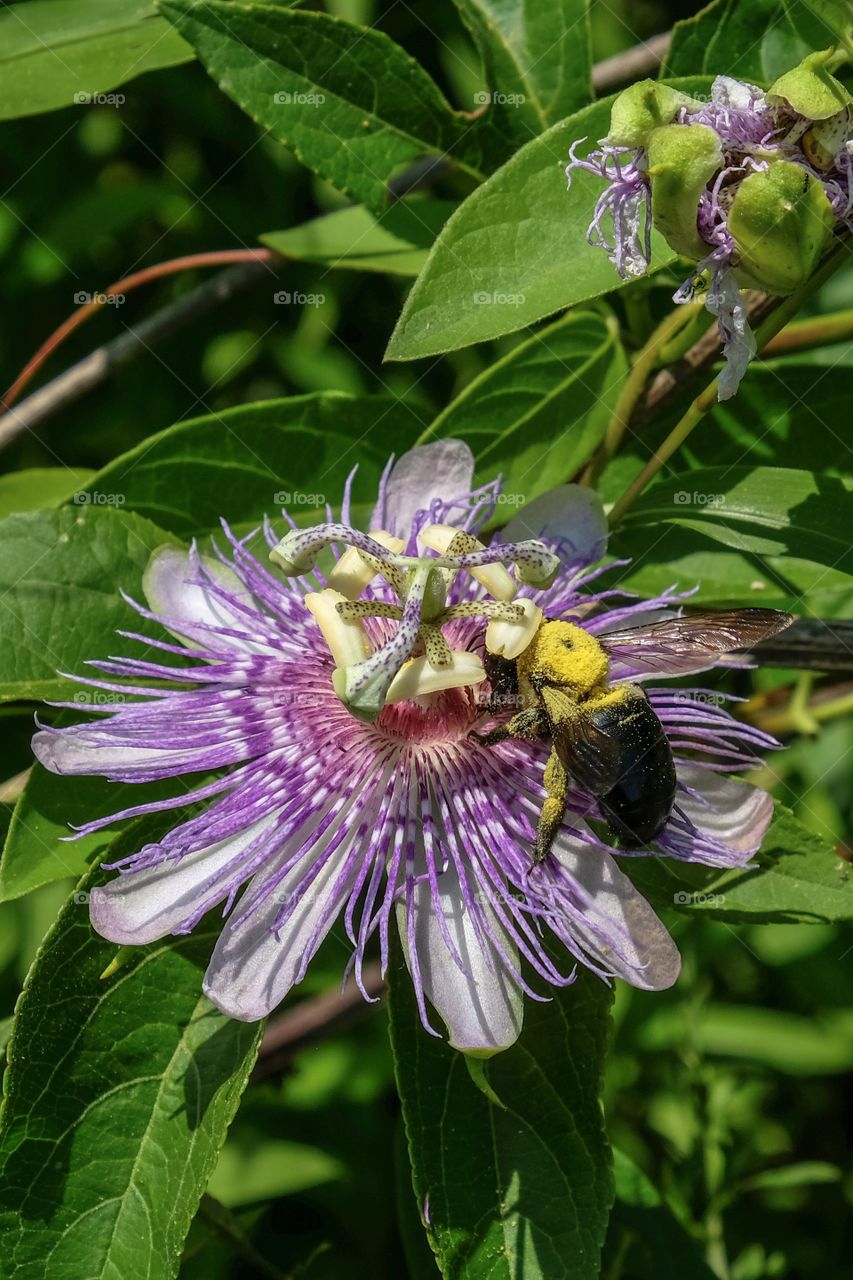 A pollen covered Eastern Carpenter bee is visiting a Passion flower or a maypop bloom in late Summer at Yates Mill County Park in Raleigh North Carolina. 