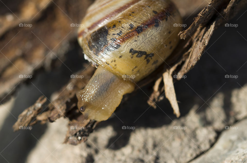 Snail On Tree Bark . nature background