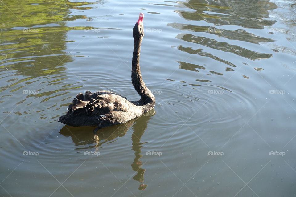 A black swan is drinking water.