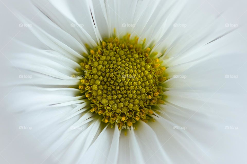 White flower 