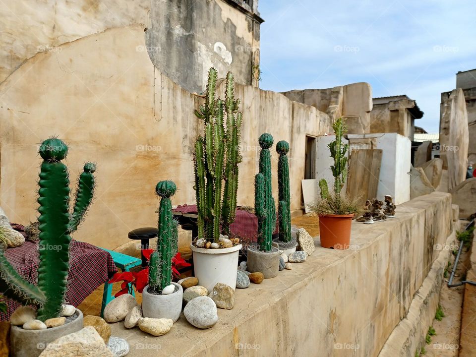 Mobile series: plants -- cactus