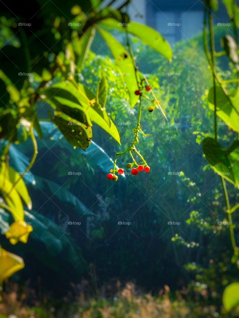 Berries hanging on a tree