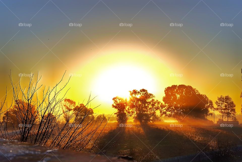 sunlight through the trees