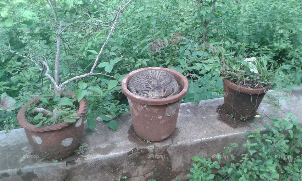 Cat in a pot #3
