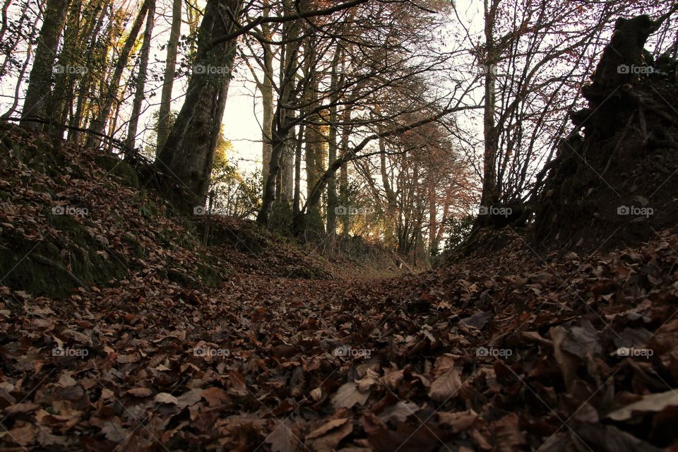 Tree, Wood, Environment, No Person, Landscape