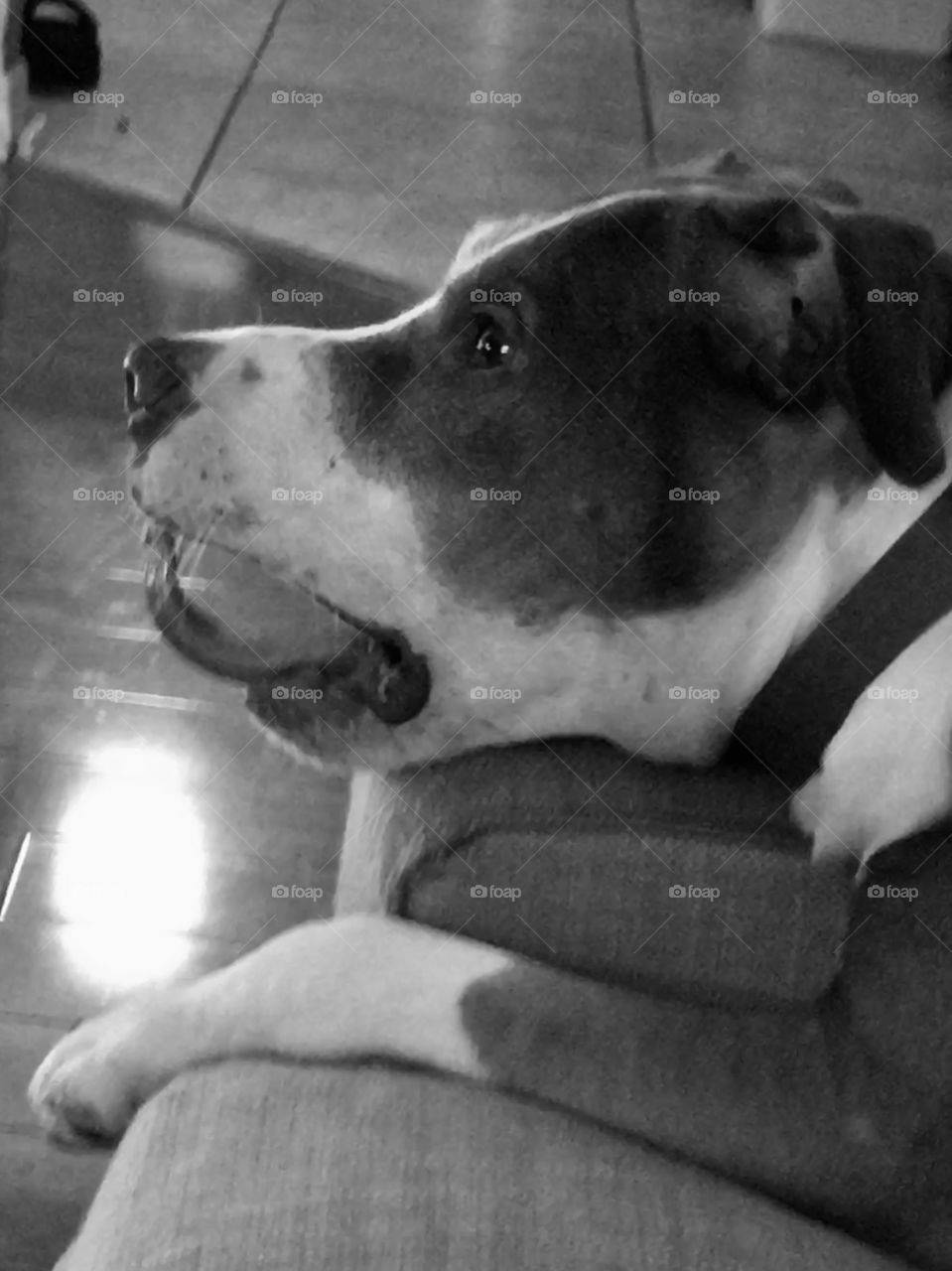 How Monday makes me feel 🐶