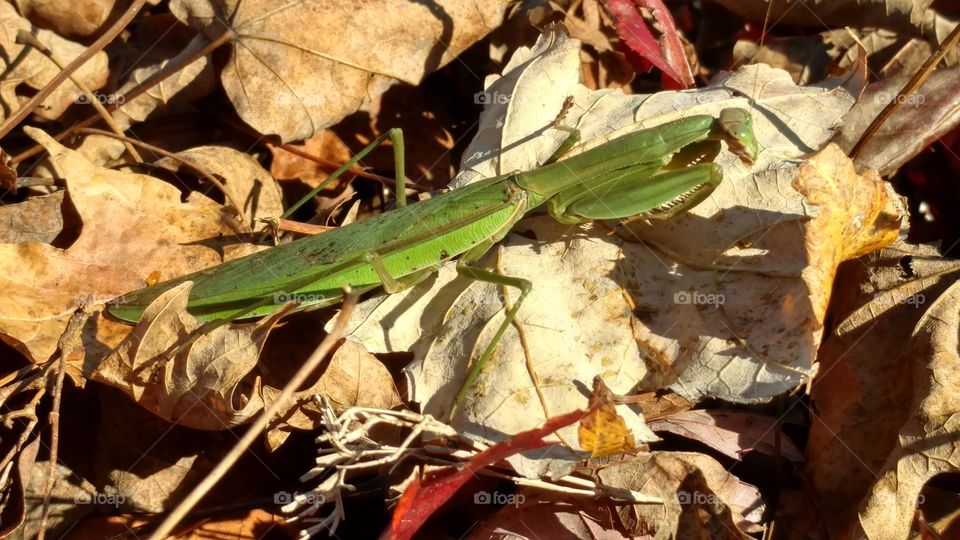 Leaf, Environment, Nature, Flora, Wildlife