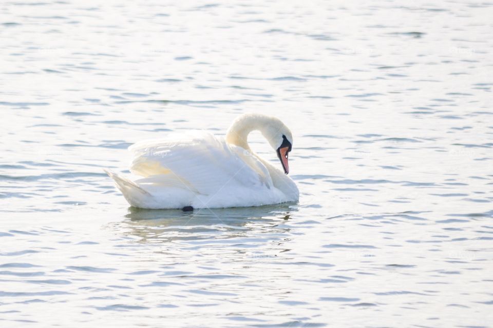 Swimming swan