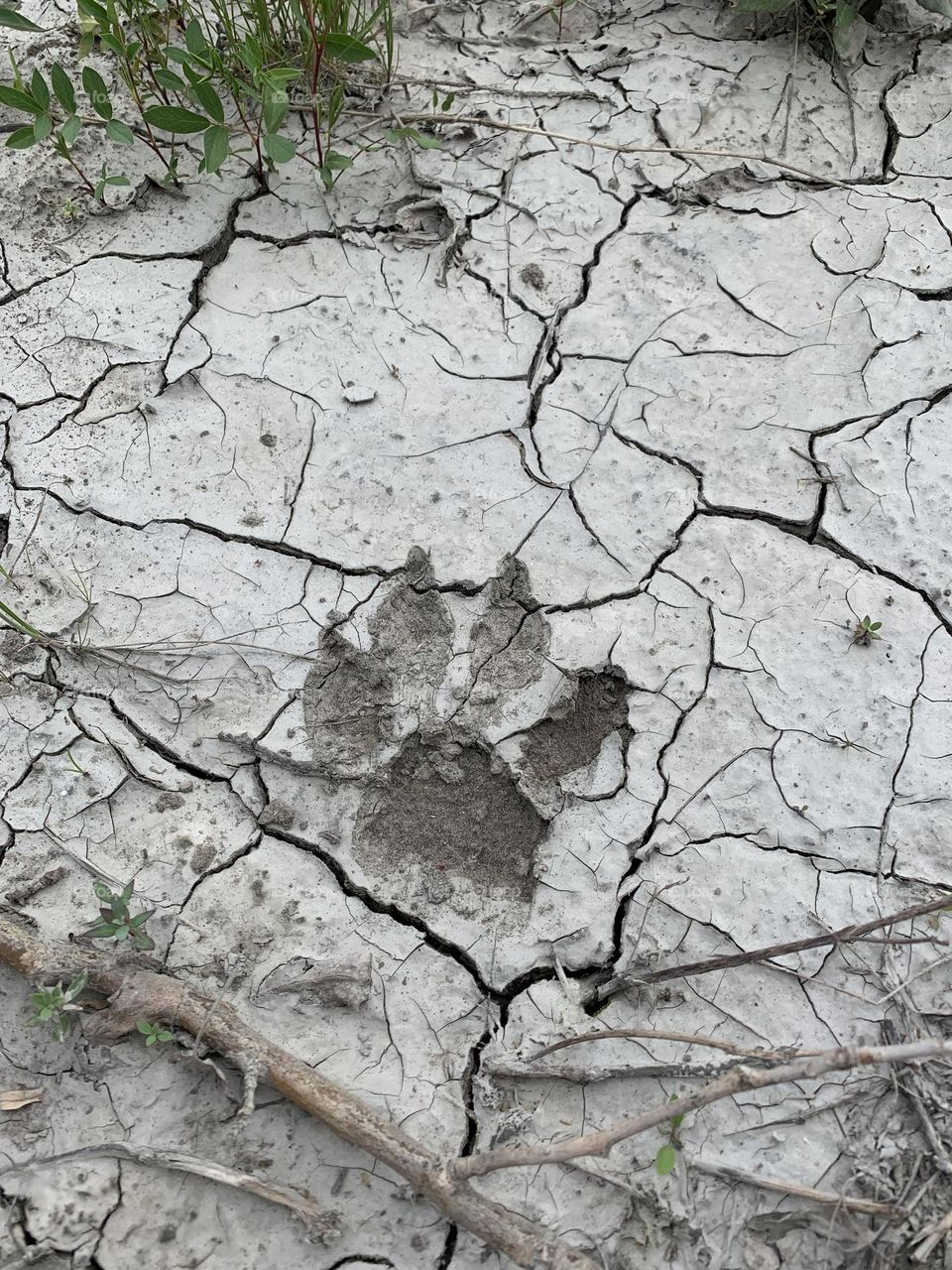 Wolf tracks 2
