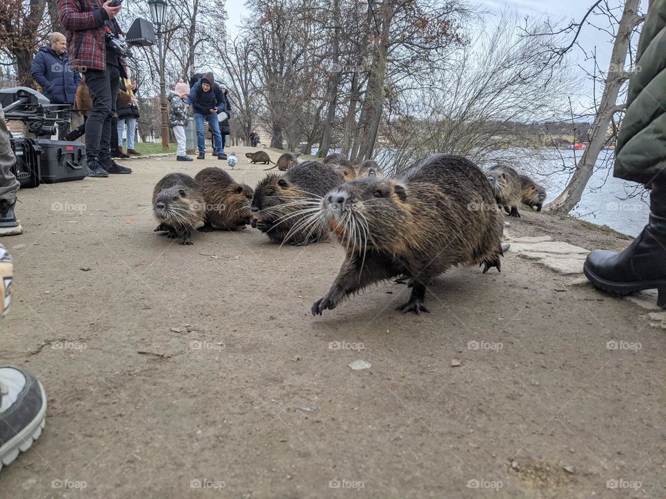 The Nutria Gathering on Prague