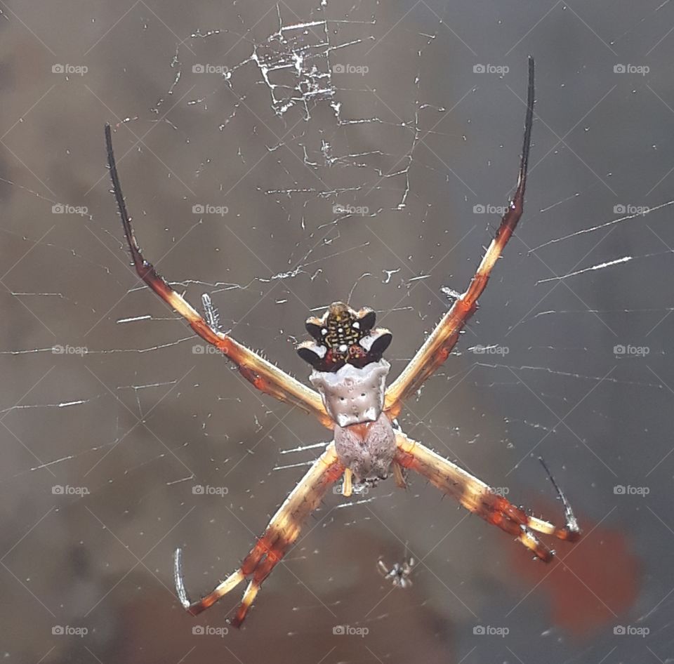 SpiderMan Homem-Aranha Longe de Casa Aracnofobia Spyder Marvel Aranha longe de casa Natureza VIVA Insetos Invertebrados Natureza VIVA Insetos