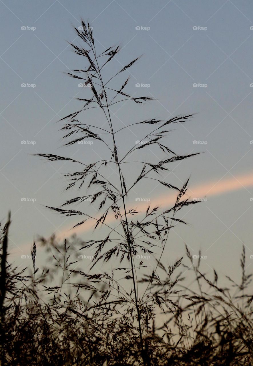 grass in twilight