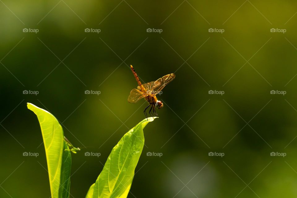 Beautiful Dragonfly