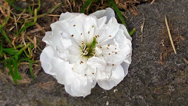 A White Pansy