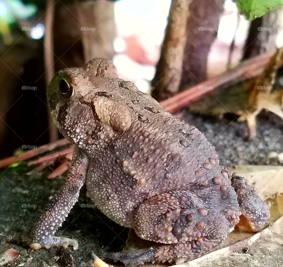 Just a frog that's chillin on  a Sunday afternoon!!