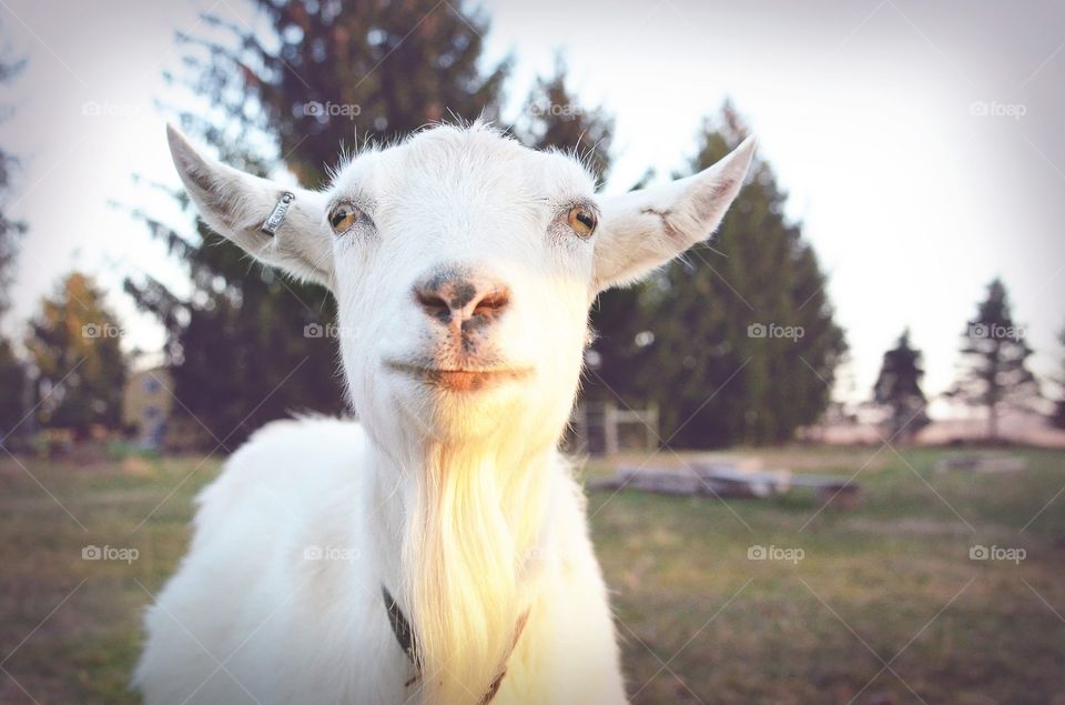 Happy Saanen Goat:
