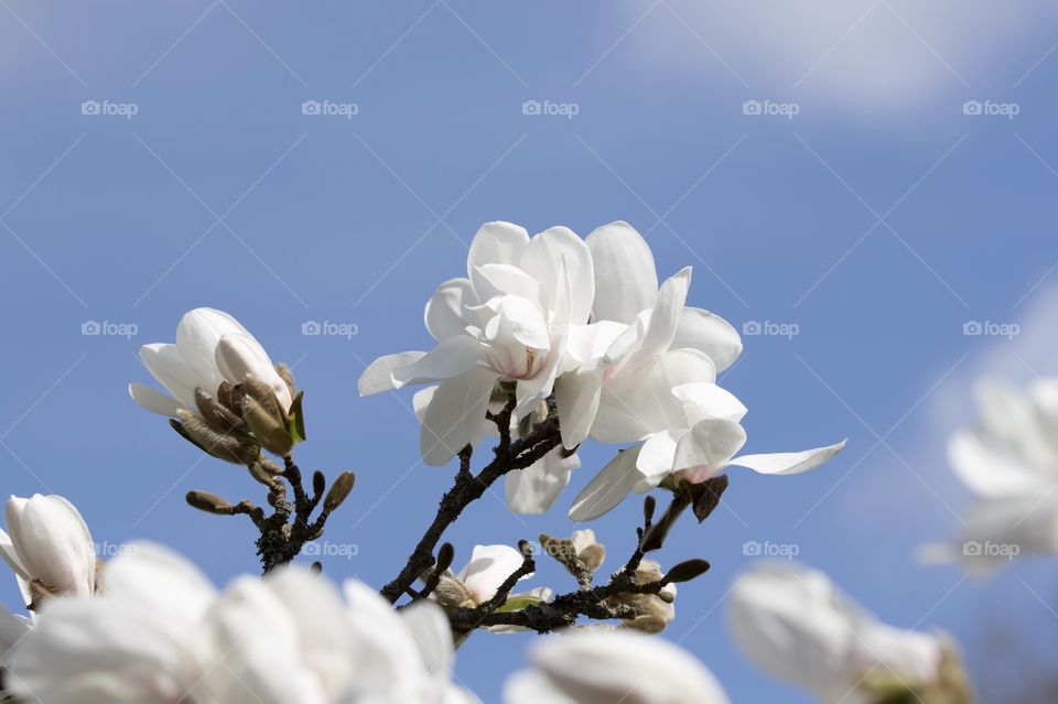Beautiful white magnolia blooming in fair weather - vacker blommande vit magnolia mot blå himmel 